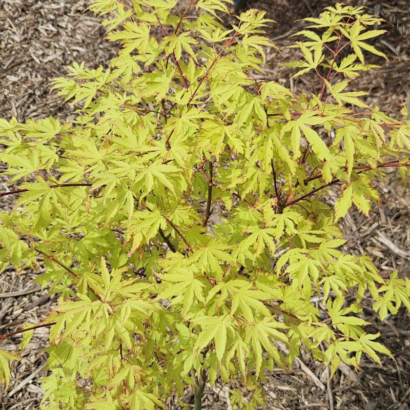 Acer palmatum 'Anne Irene' - young leaves in Spring