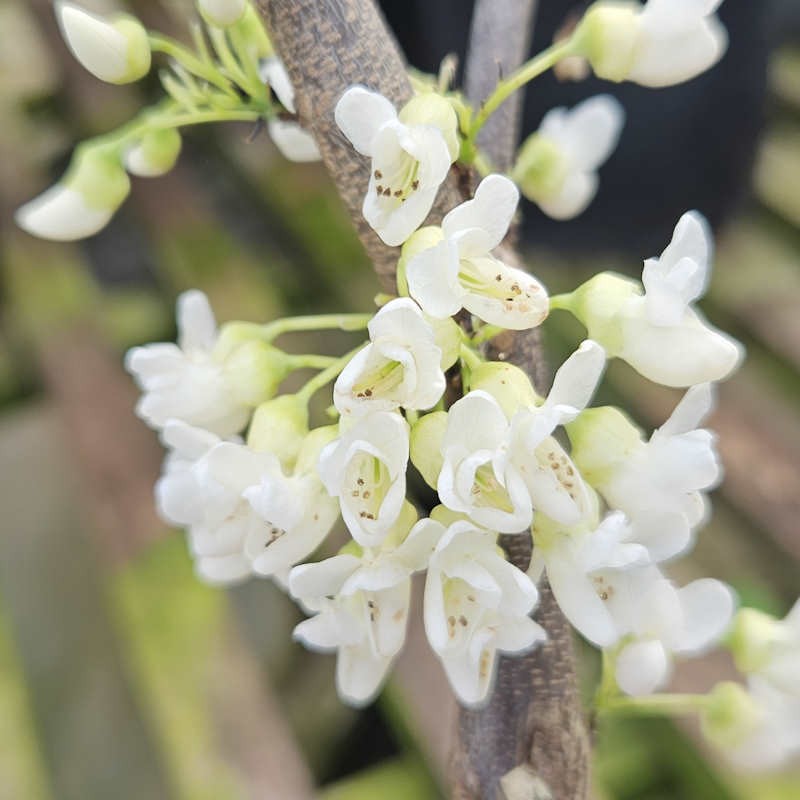 Cercis canadensis 'Texas White' - Spring flowers