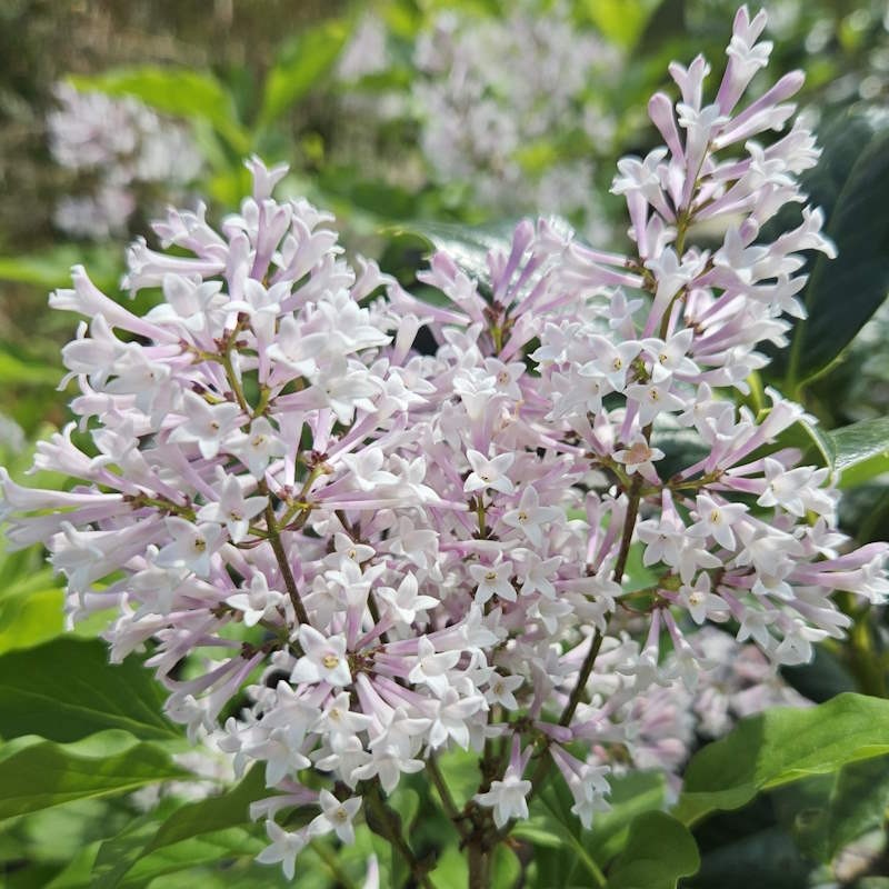 Syringa patula 'Miss Kim' - flowers in early summer