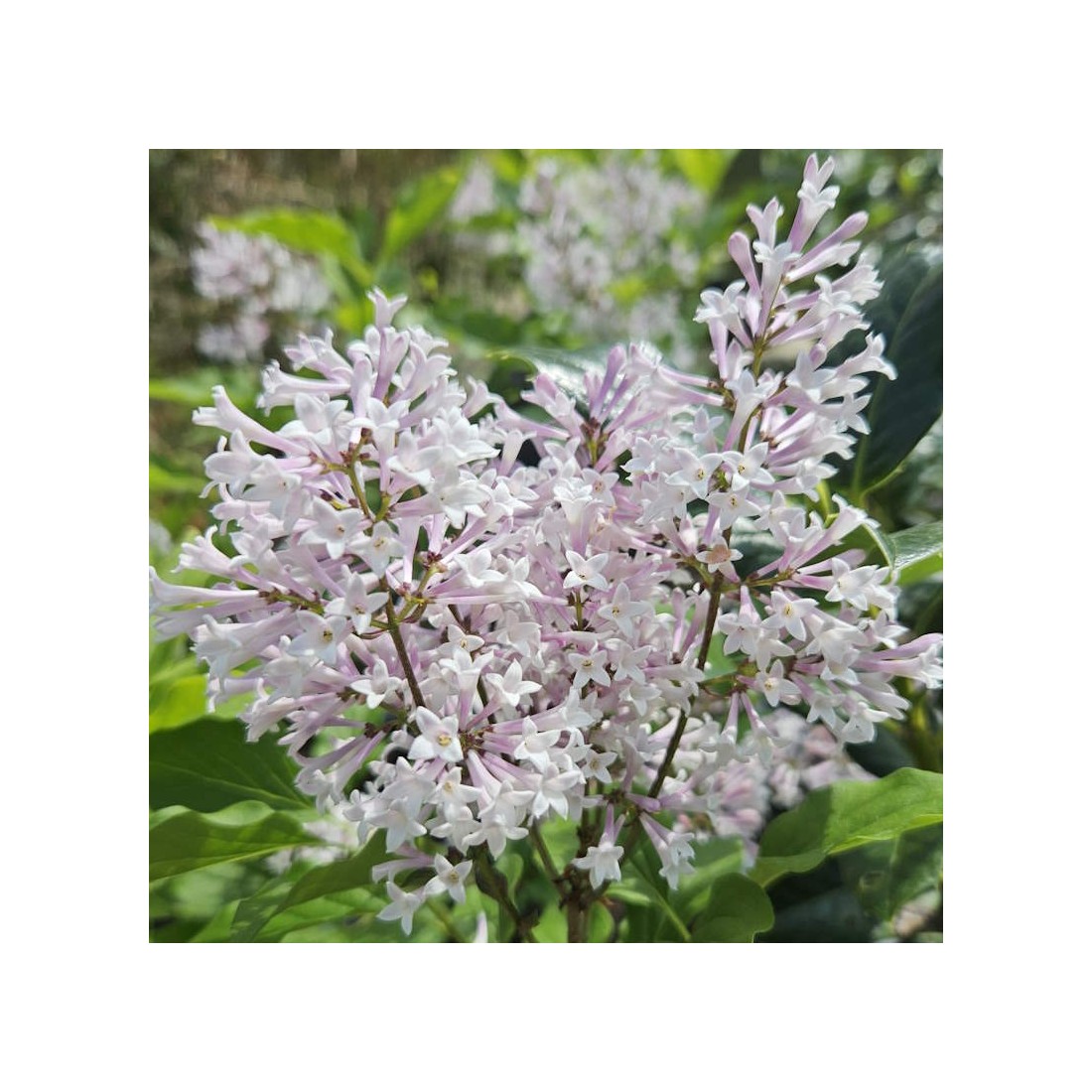 Syringa Patula 'miss Kim'