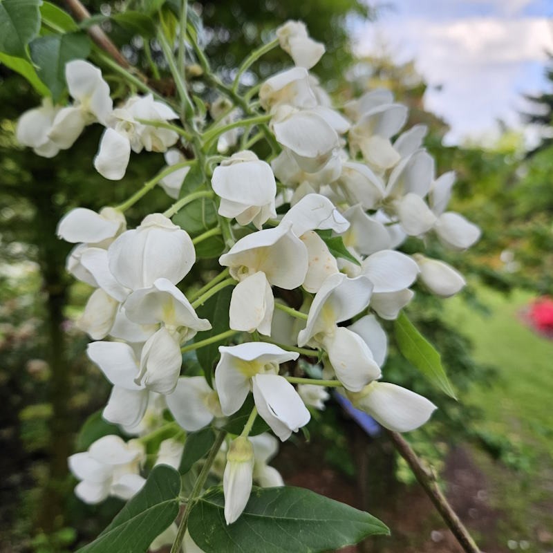 Wisteria brachybotrys 'Shiro-Kapitan' - flowers in May