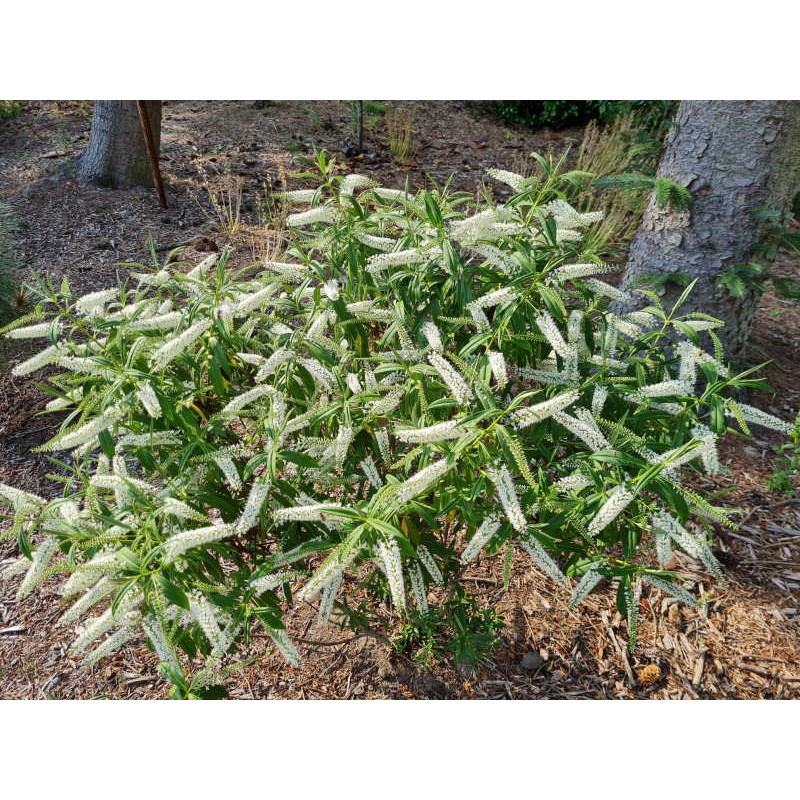 Hebe salicifolia 'Adel White' - established plant flowering in July