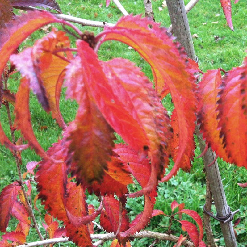 Prunus incisa 'Mikinori'