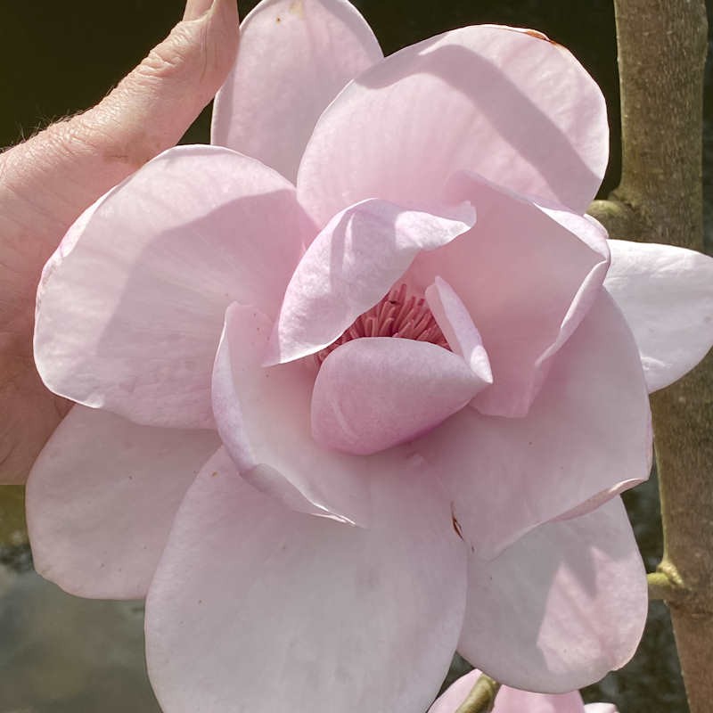 Magnolia 'Vairano' - Spring flowers