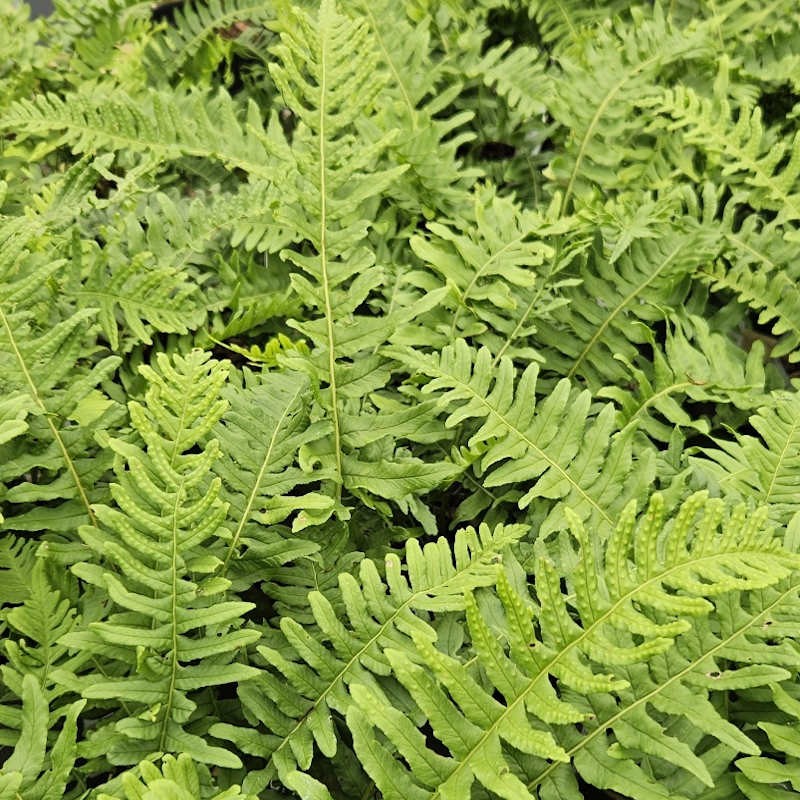 Polypodium vulgare - fronds in late May