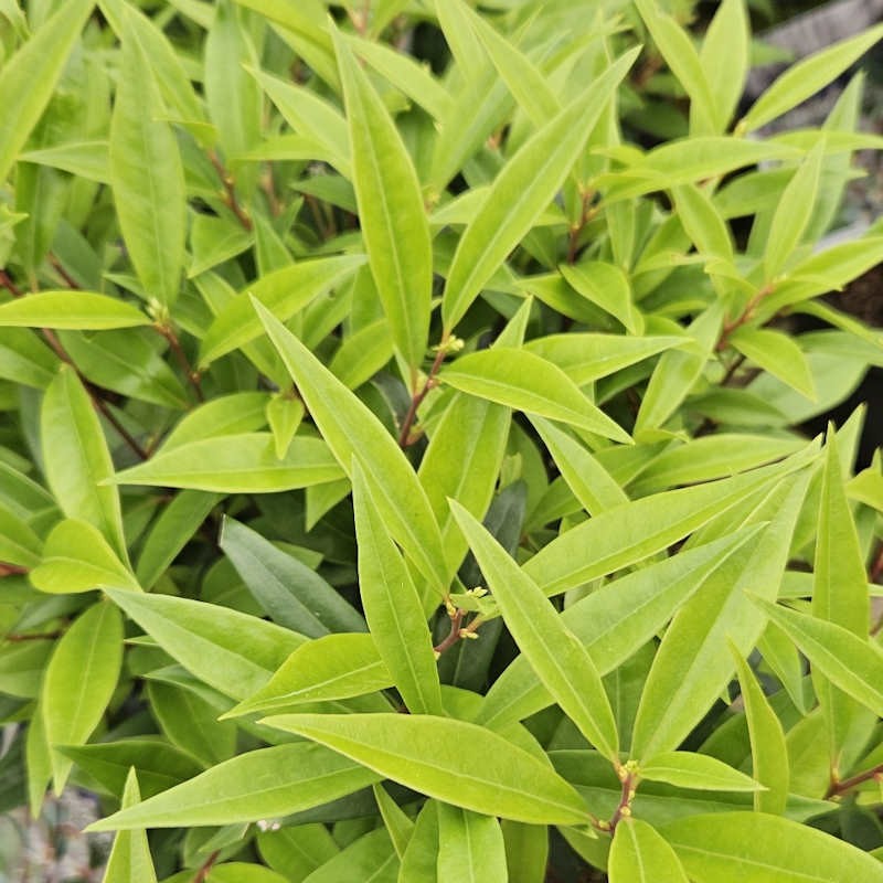 Sarcococca hookeriana 'Purple Gem' - young leaves in Spring