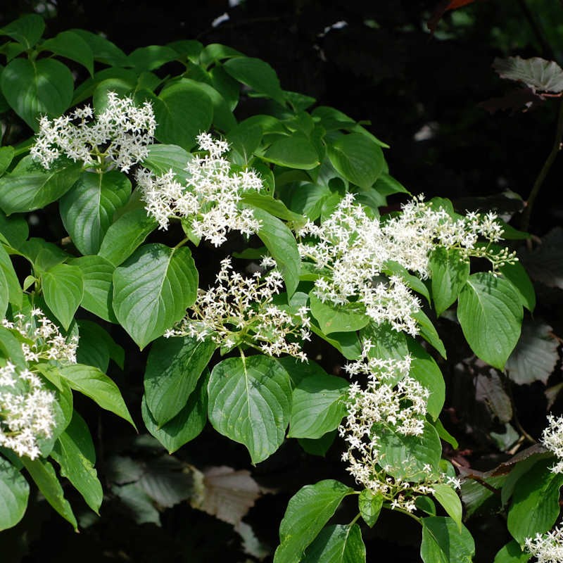 Cornus controversa 'Pagoda' - flowers in early summer