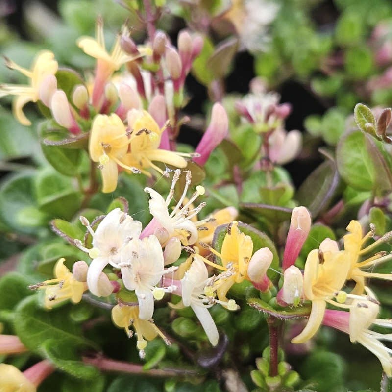 Lonicera crassifolia 'Little Honey' - flowers in June
