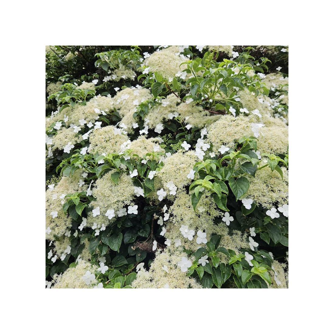 Hydrangea anomala subsp petiolaris (Climbing Hydrangea)