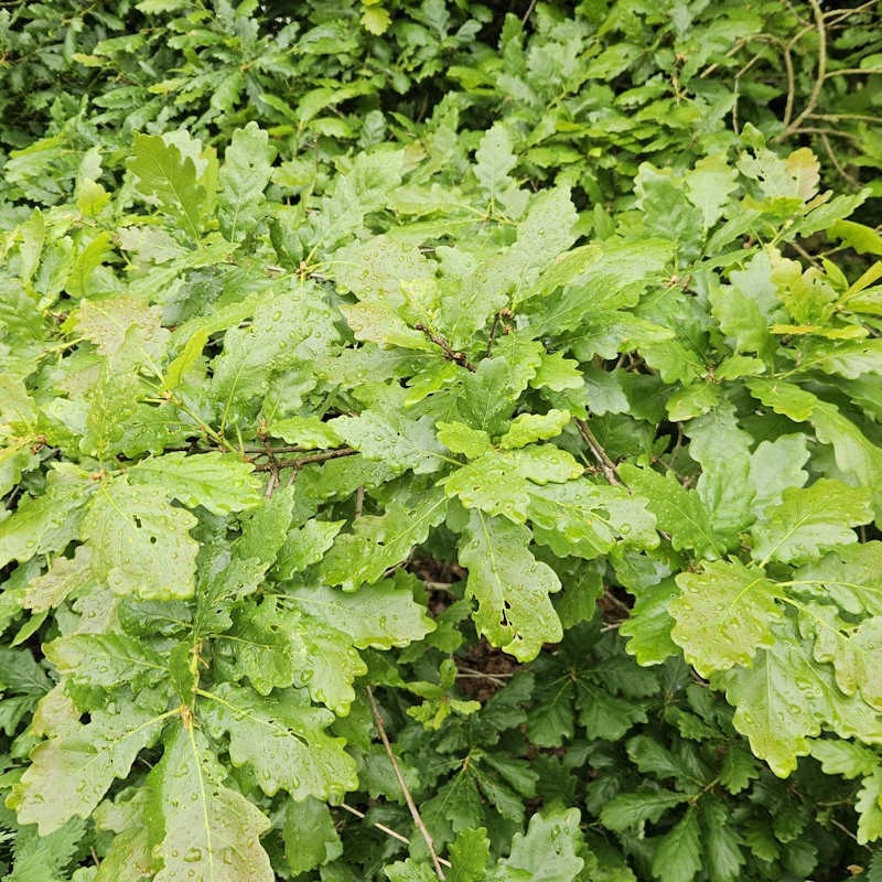 Quercus petraea - leaves in early summer
