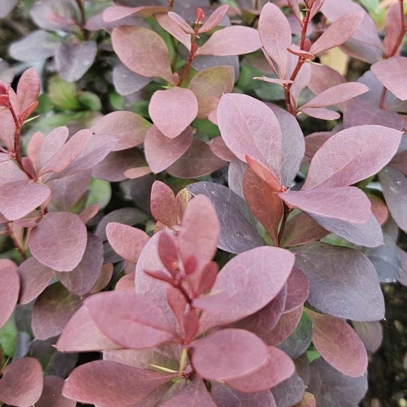 Berberis thunbergii Concorde - young leaves in June