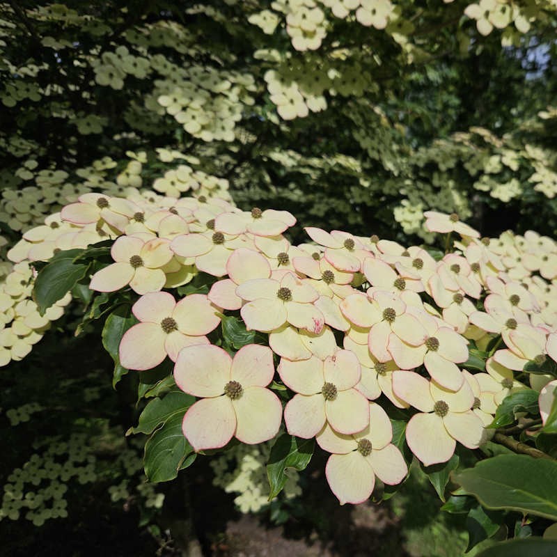 Cornus kousa 'Wieting's Select' - masses of flower bracts on a mature plant in June