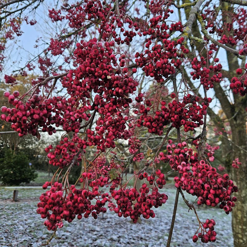 Sorbus hupehensis 'Pink Pagoda' - berries in late autumn