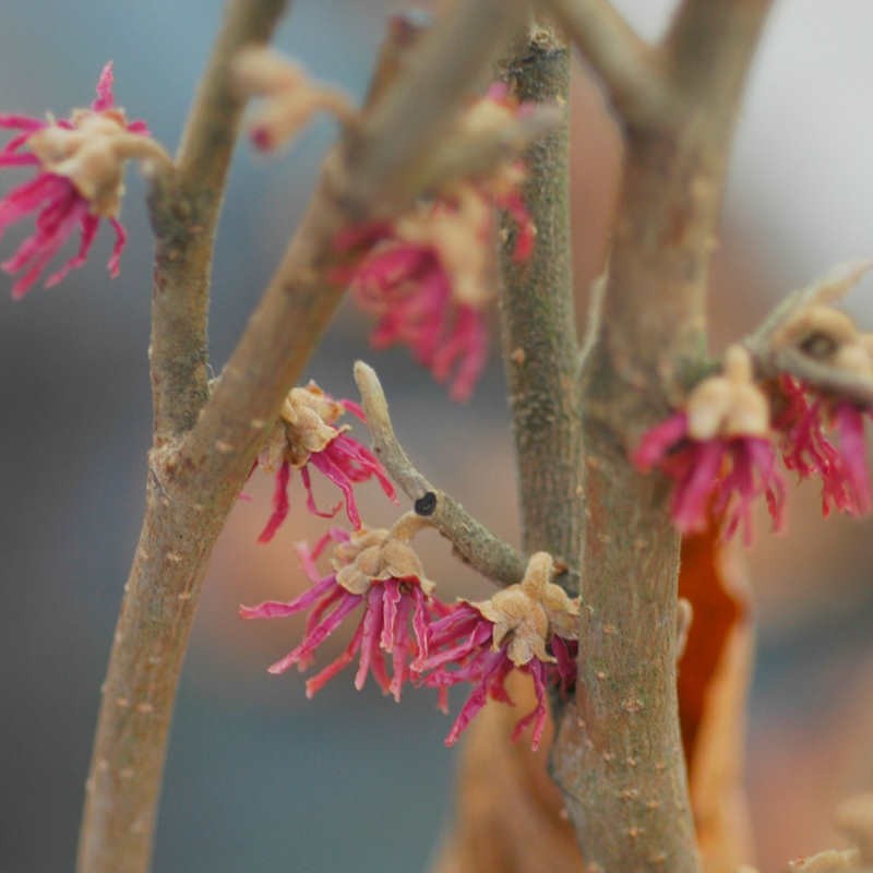 Hamamelis vernalis 'Amethyst' - winter flowers