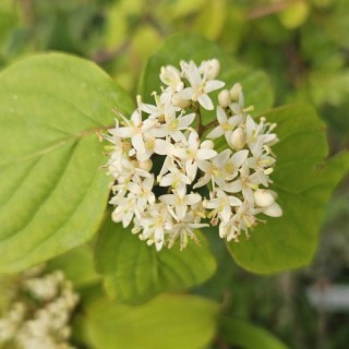 Cornus - Trees and Shrubs