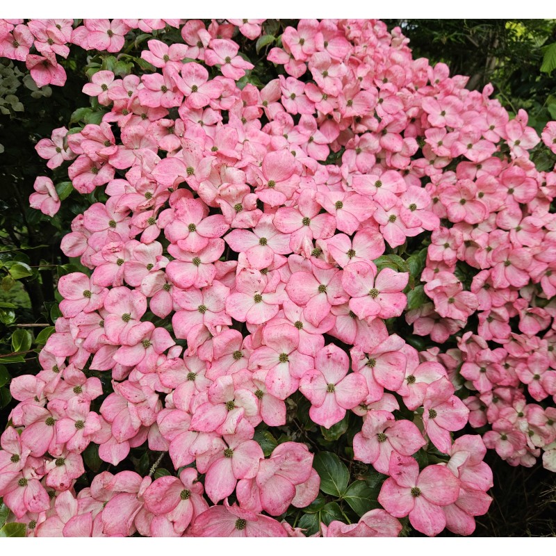 Cornus kousa 'Miss Satomi' - masses of pink flower bracts in June