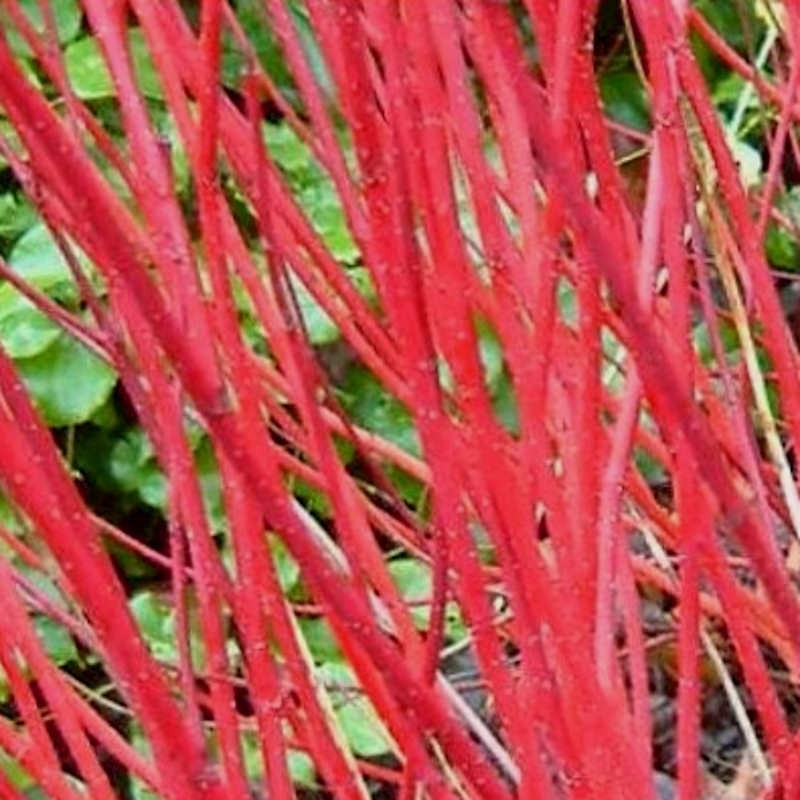 Cornus alba 'Siberian Pearls' - red winter stems