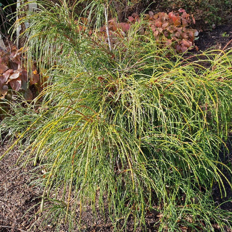 Thuja plicata 'Whipcord' - established plant