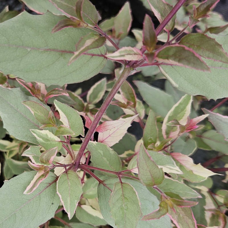 Fuchsia magellanica 'Tricolor' - variegated leaves