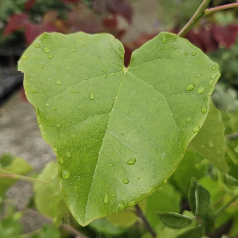 Cercis canadensis var. texensis 'Oklahoma'