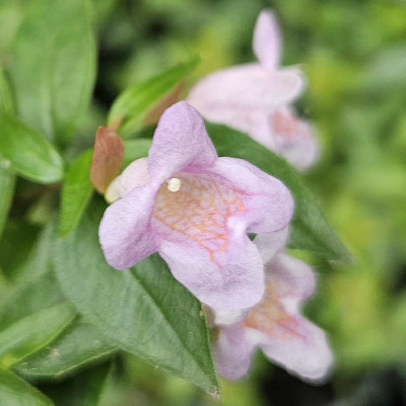 Abelia 'Edward Goucher' - flowers in summer