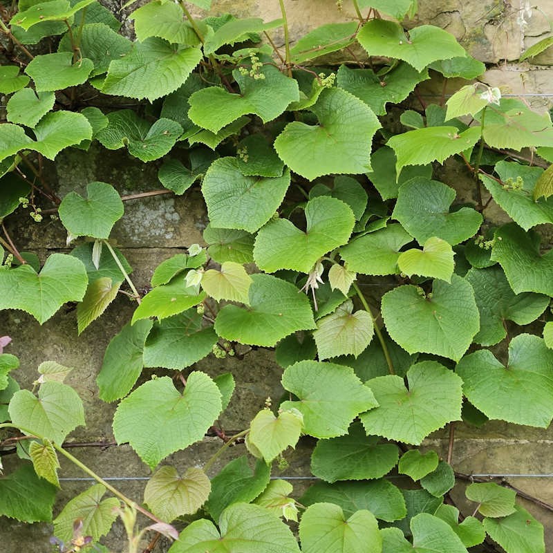 Vitis coignetiae - green summer leaves