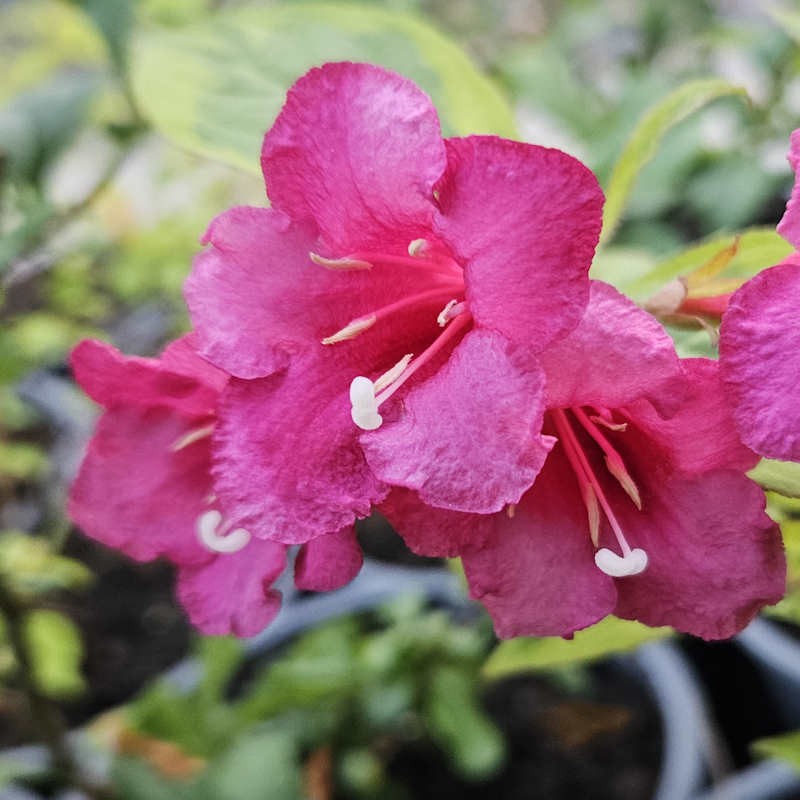 Weigela florida 'Moulin Rouge' - flowers