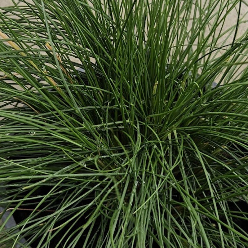 Festuca glauca 'Sunrise' - leaves in summer