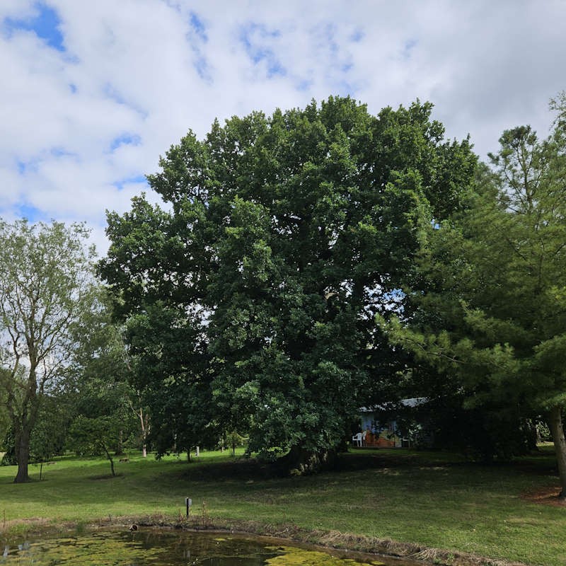 Quercus robur - mature oak tree in summer