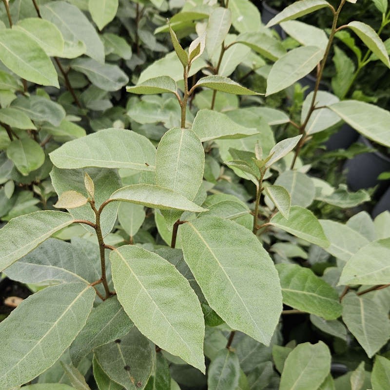 Elaeagnus x ebbingei 'Compacta'