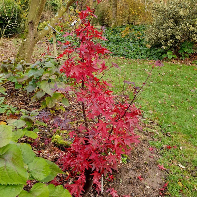 Acer palmatum 'Twombly's Red Sentinel' - autumn colour in late October