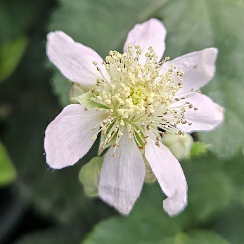 Rubus fruticosus 'Black Satin' (Blackberry)