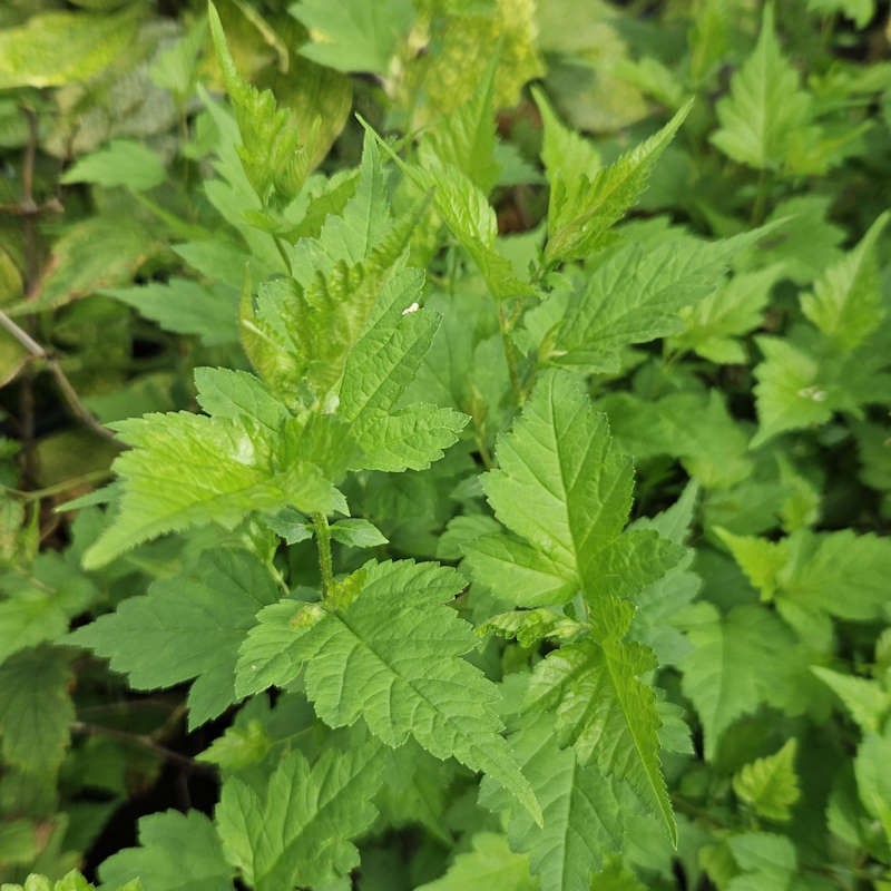 Neillia uekii - young leaves