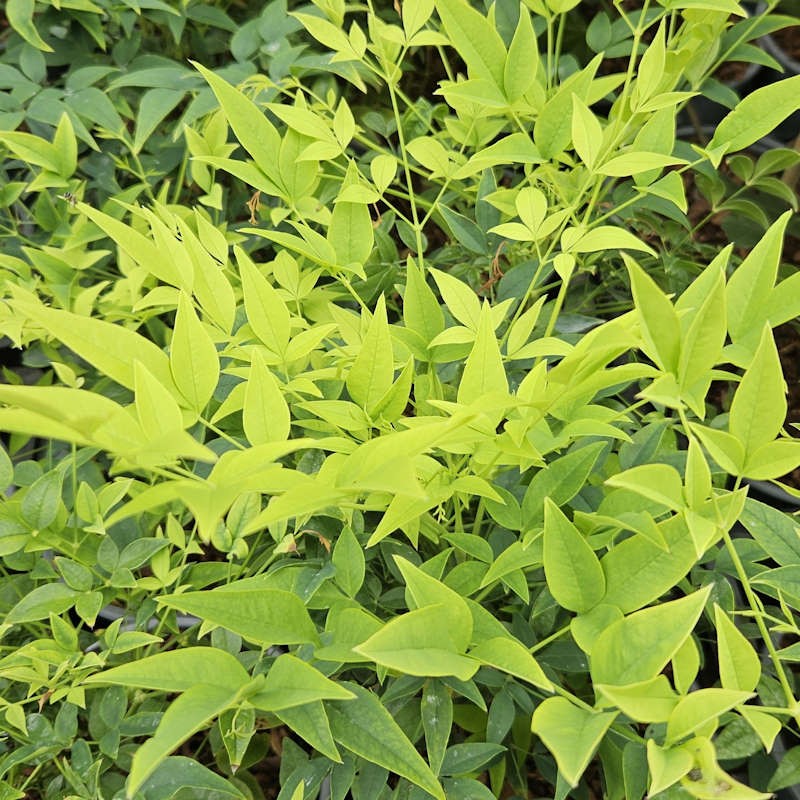 Nandina domestica 'Lemon-Lime' - young leaves in early summer