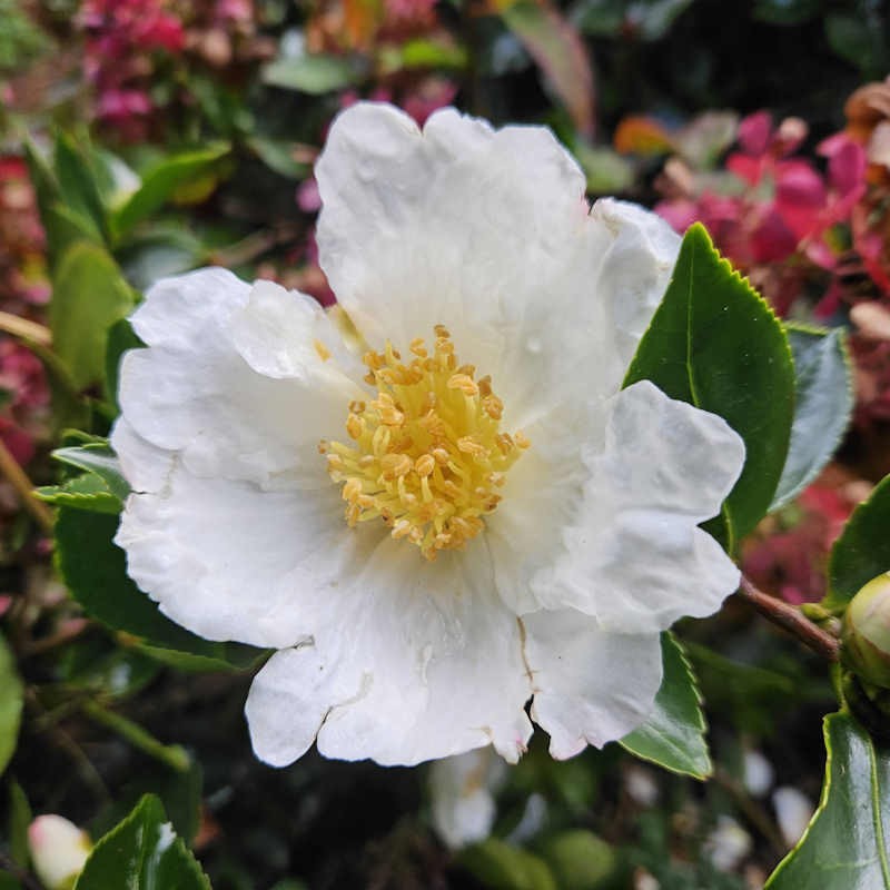 Camellia sasanqua 'Kenkyo' - winter flowers