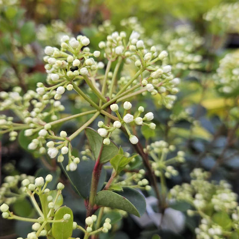 Viburnum 'Fairy Stars' - white flowers in Spring