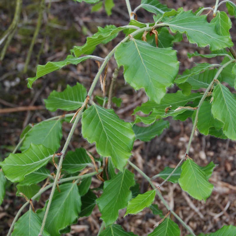 Fagus sylvatica 'Horizontalis' - leaves in early summer