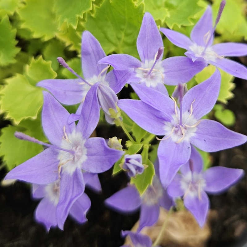 Campanula garganica 'Dickson's Gold' - flowers in Summer