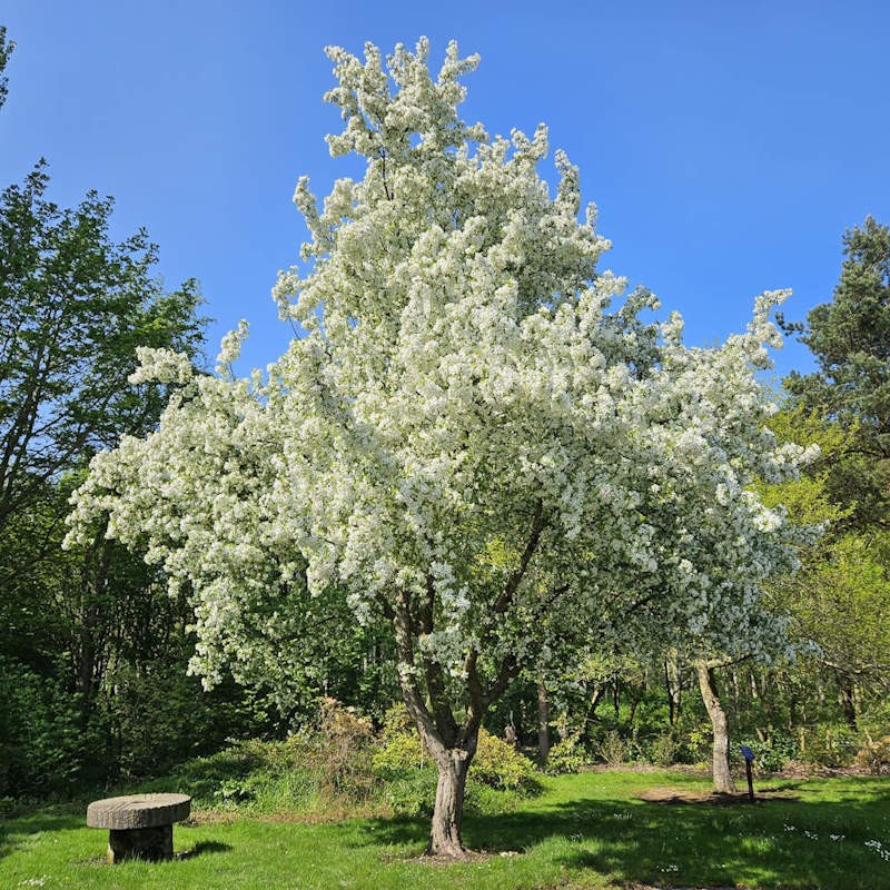 Malus hupehensis - established tree