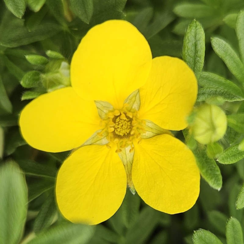 Potentilla fruticosa 'Bella Lindsey' - bright yellow flowers in summer