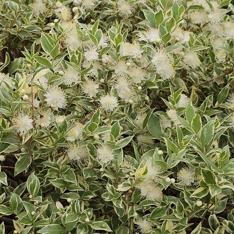 Myrtus communis 'Variegata' - flowers in mid summer