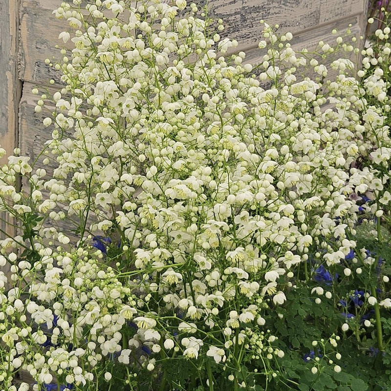 Thalictrum 'Splendide White' - flowers in summer