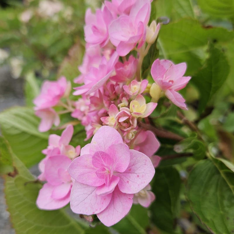 Hydrangea macrophylla 'Jogasaki' - flowers