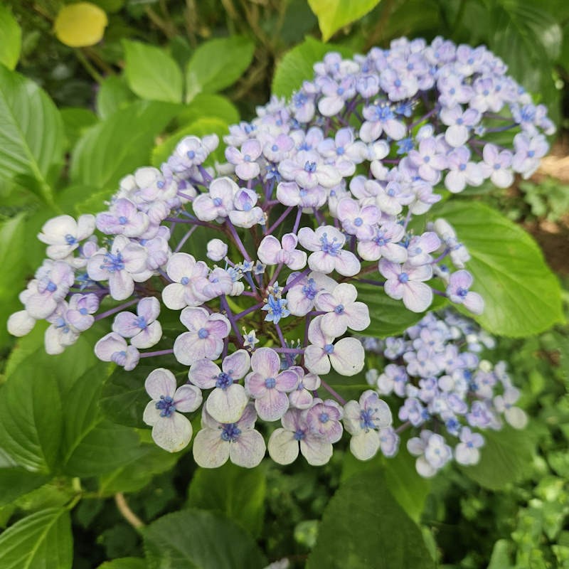 Hydrangea macrophylla 'Ayesha' - summer flowers