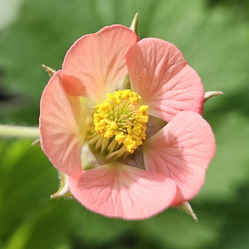 Geum 'Leonard's Variety' - flowers in Summer