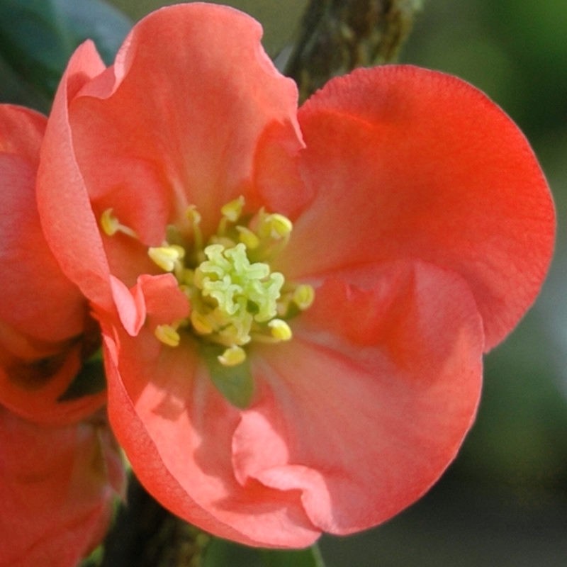 Chaenomeles x superba 'Clementine' - spring flowers