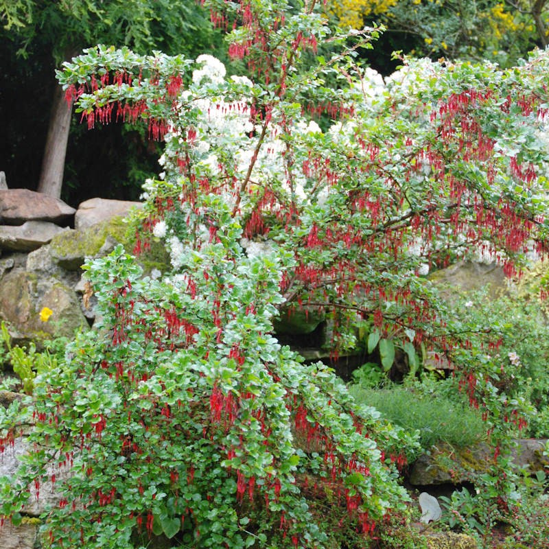 Ribes speciosum - flowers in spring