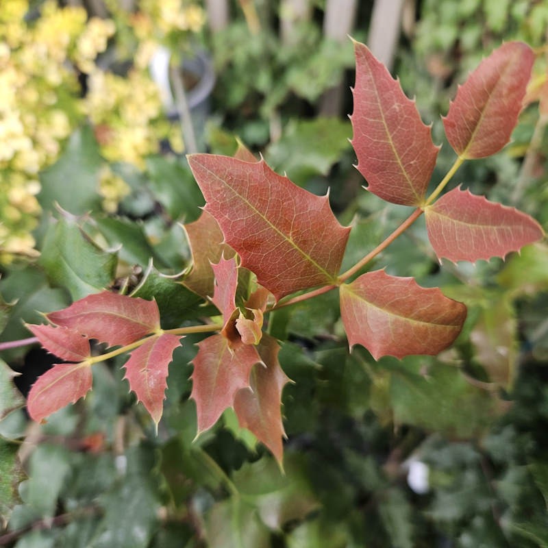 Mahonia x wagneri 'Fireflame' - young leaves in early summer.