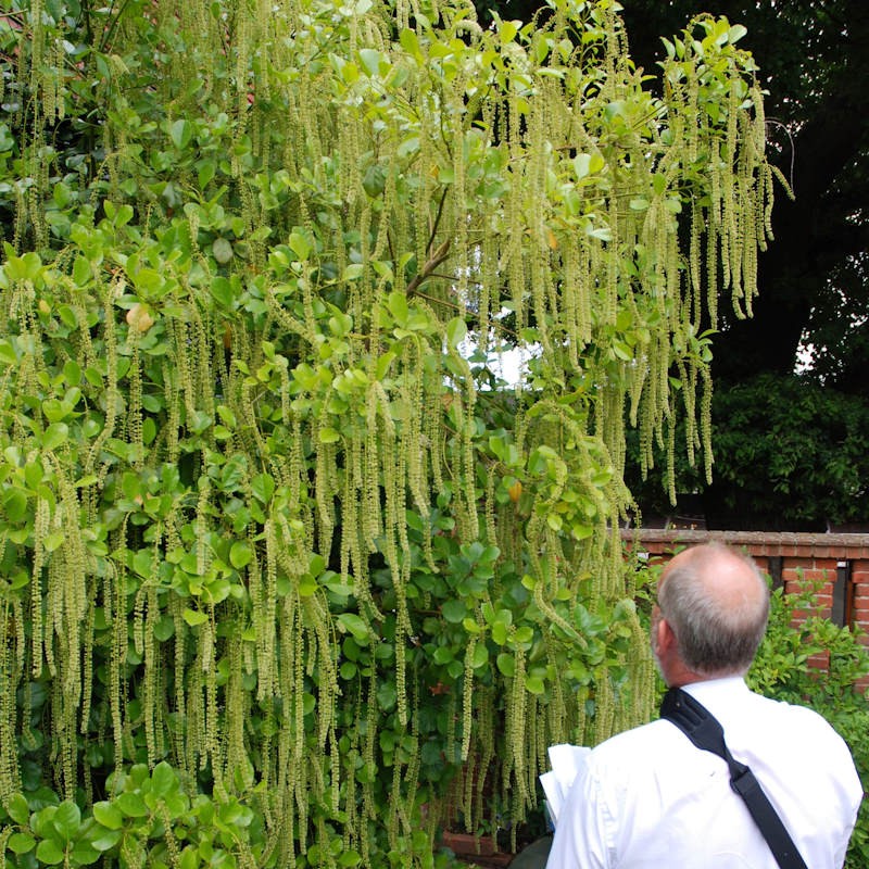 Itea ilicifolia - an established plant flowering in summer.