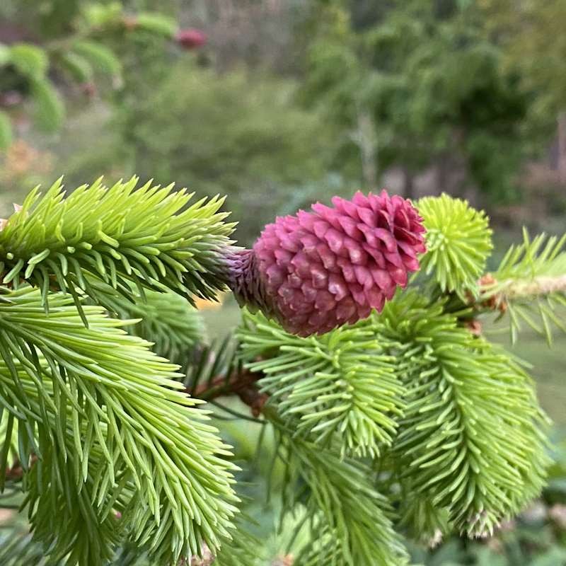 Picea abies 'Acrocona'